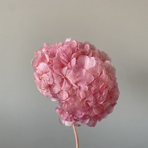 Sakura pink big petal preserved hydrangea, DIY jewelry, home decoration