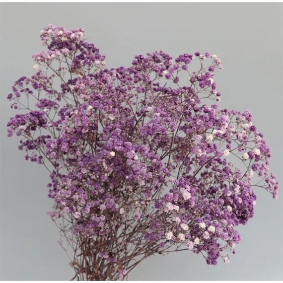 Baby's Breath Bright Pink Preserved Baby's Breath Flowers Gypsophila  Paniculata (Baby's Breath) White - China Baby Breath and babies Breath  price