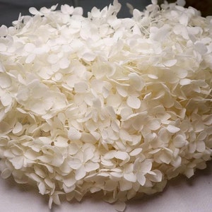 Creamy white Preserved anna hydrangea Diamter 20-22cm, hortensia, bridalflower, preserved white/bleached image 4