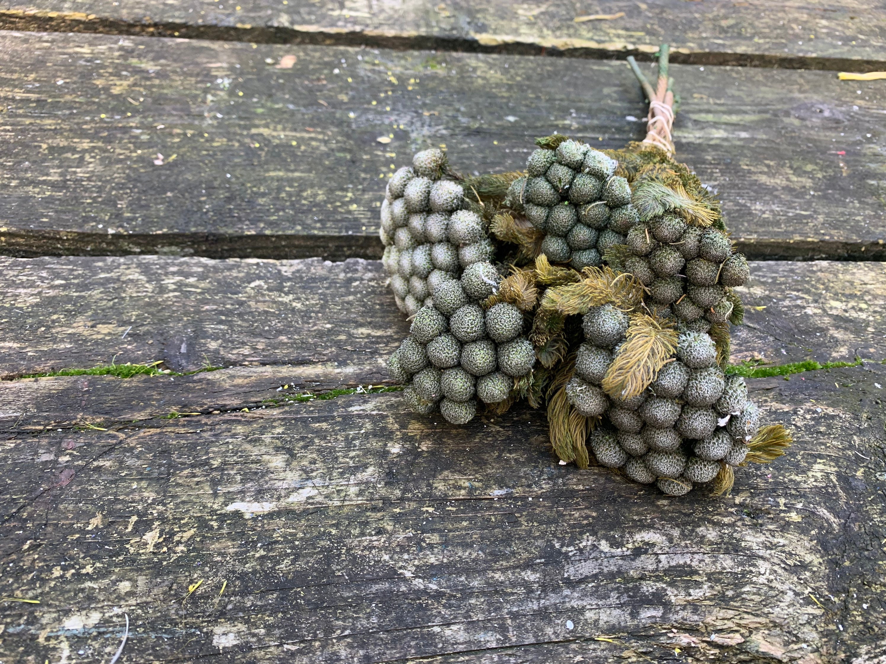 Brunia Albiforma Greeny Natural Color Bunch