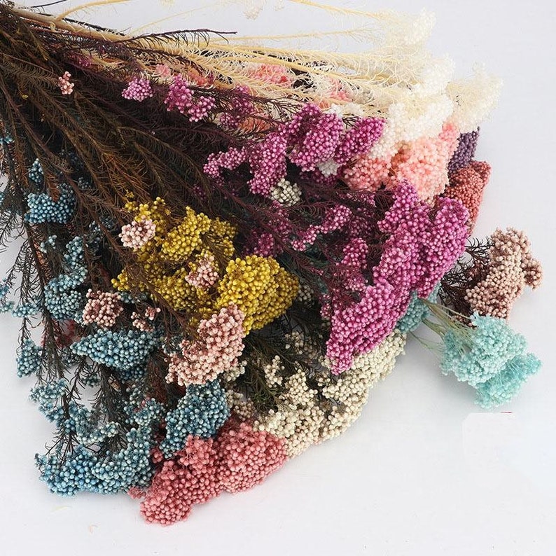 Preserved Rice Flowers Dried Bouquet 100g per Bunch White Etsy Australia