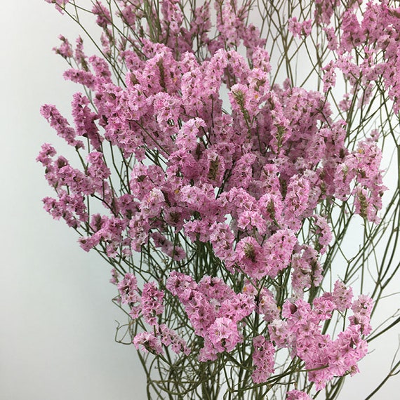 Limonium Light Pink Bouquet 70g Dry Flower Etsy