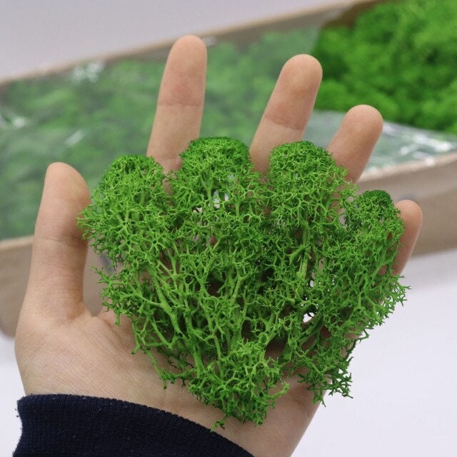 Reindeer Moss 5 Colors. Real Preserved Natural Moss for Crafts