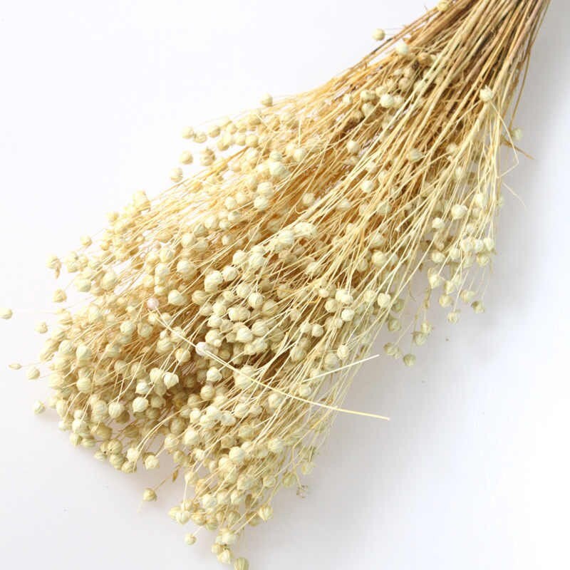 Bleached Flax Linum 100G Per Bunch, Grass