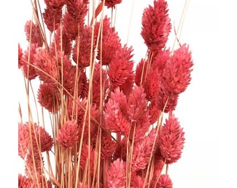 Dried Phalaris dark pink 100-120g, decoration, dried flower home decoration 60cm 100g per bunch