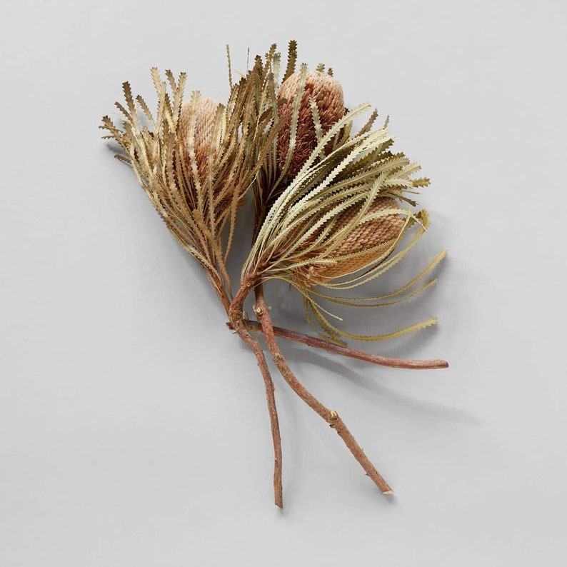 Banksia hookeriana natural color, Australian pop image 3