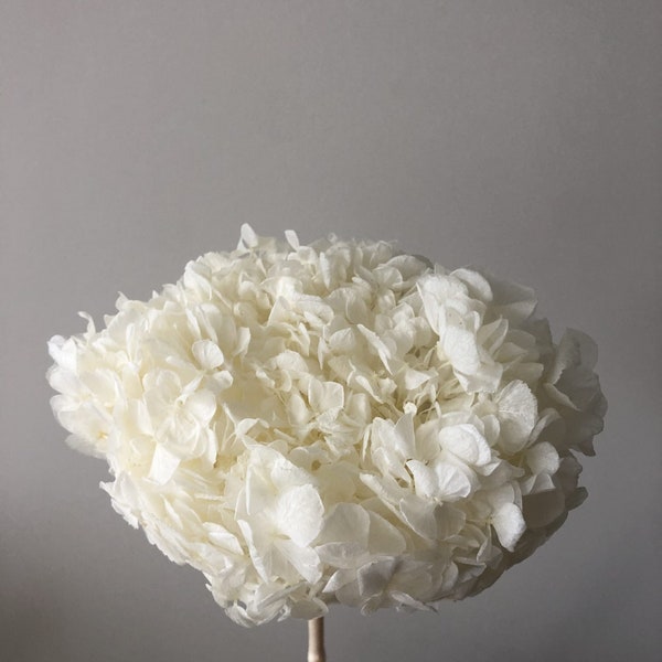 Big petal white bleached Preserved hydrangea, hortensia, bridalflower, jewelery tool