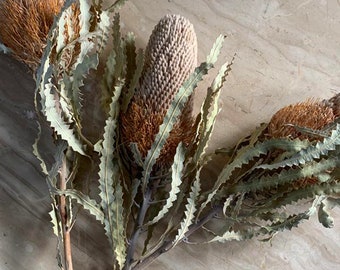 Banksia hookeriana natural color, Australian pop