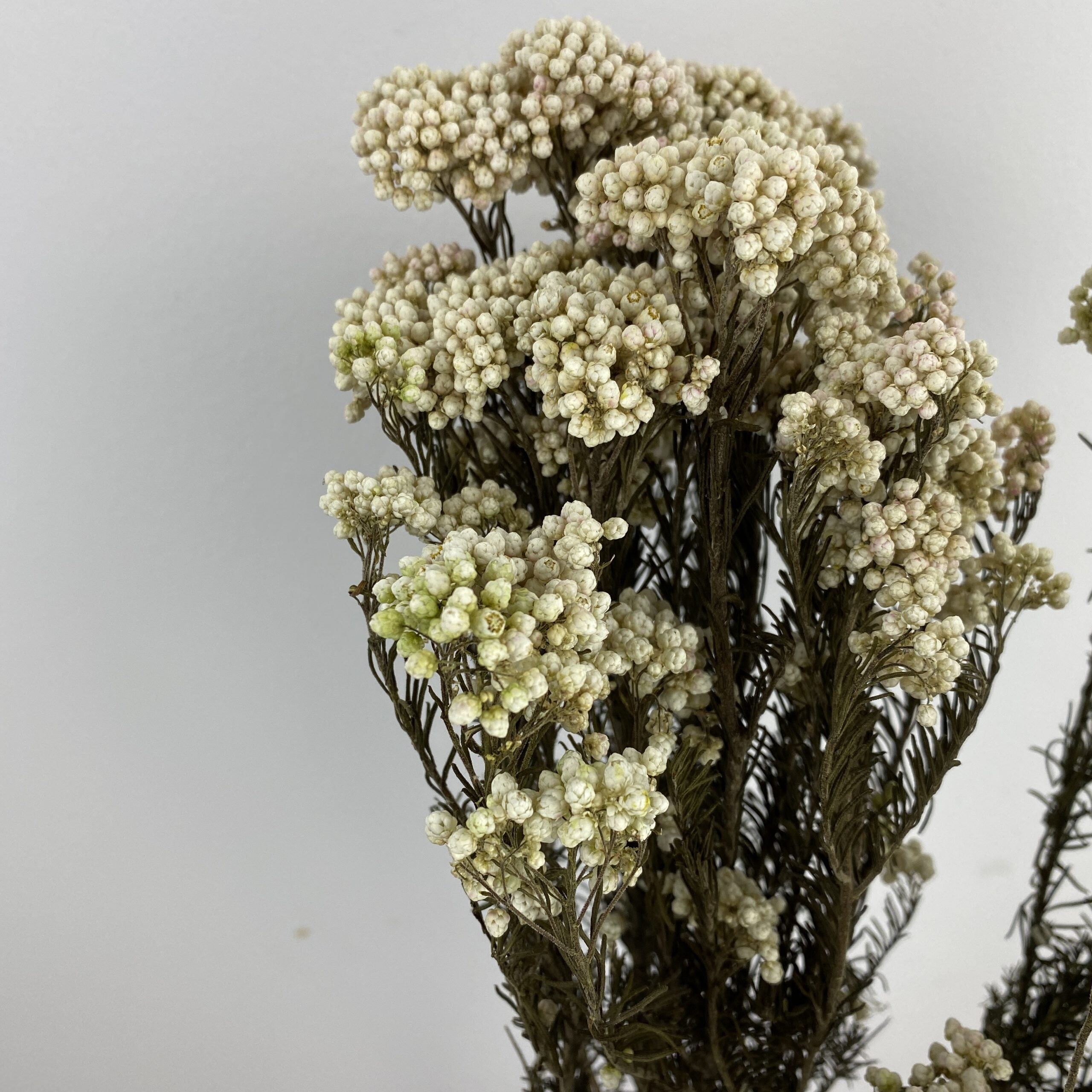 Preserved Rice Flowers dried bouquet 100g per bunch White Etsy