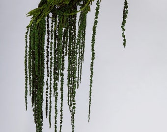 Forest green Preserved Hanging amaranthus/ 6 -7 stems/wall decor, ceiling decoration