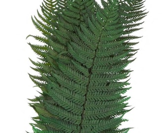 x10 Parchment fern dark green preserved 30cm - preserved leave, preserved foliage