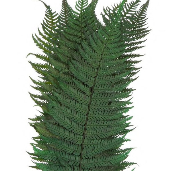 x10 Parchment fern dark green preserved 30cm - preserved leave, preserved foliage