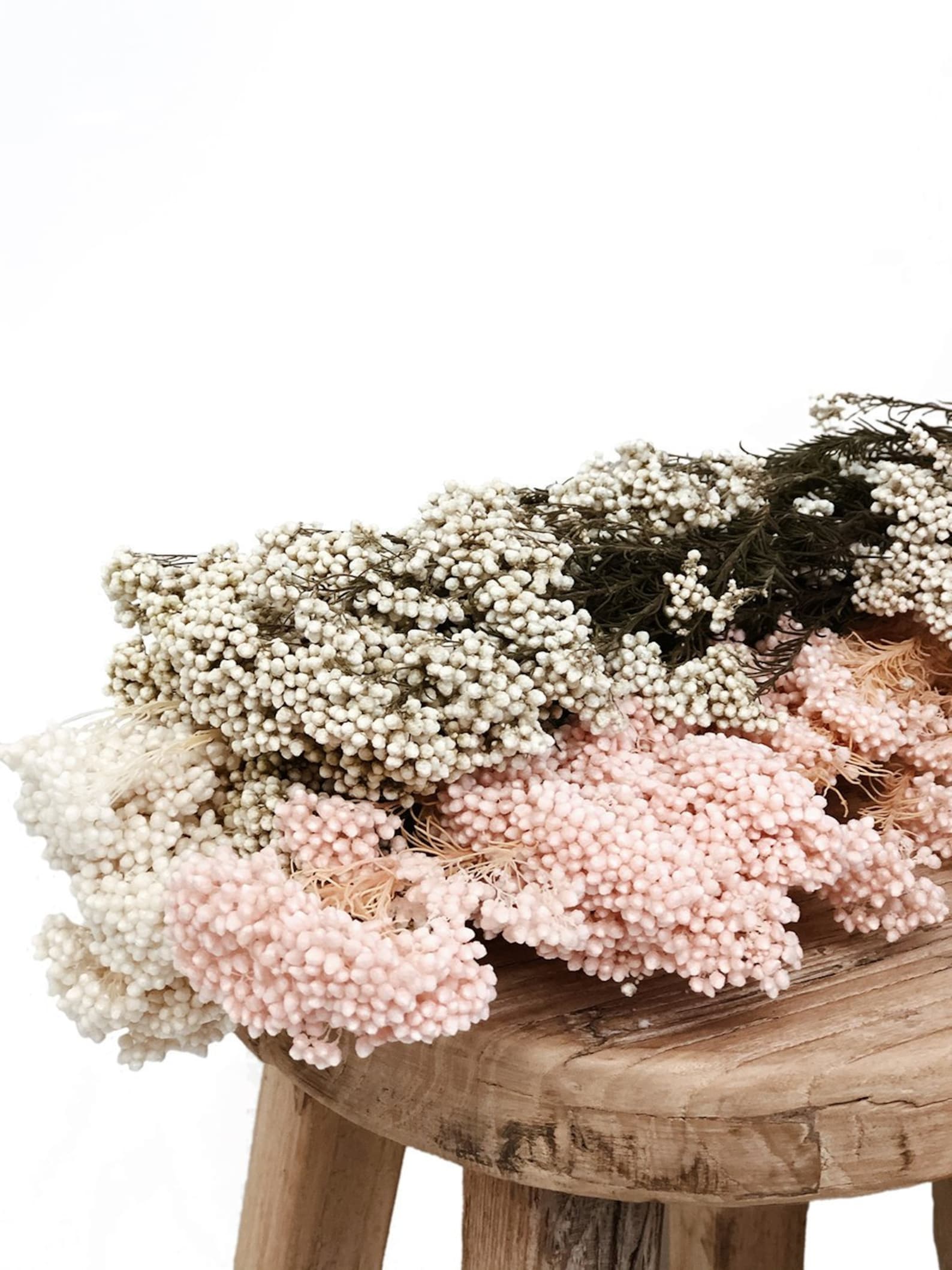 Preserved Rice Flowers Dried Bouquet 100g per Bunch White Etsy Australia