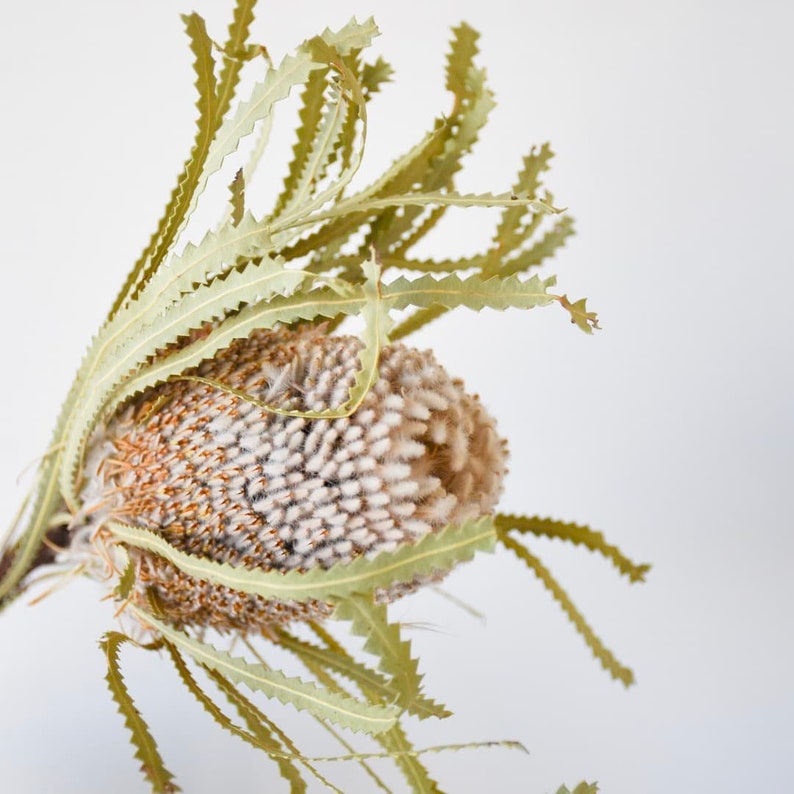 Banksia hookeriana natural color, Australian pop image 2