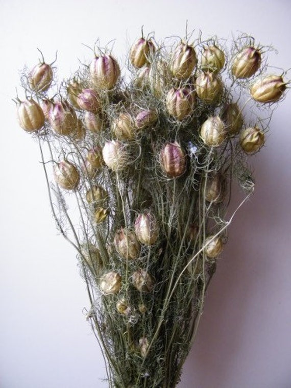 Dried Nigella Pop Natural Bunch 100G