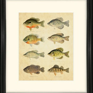 Pan Fish art print, vintage pan vis prints, visser prints, log home decor, vis kunst, zoetwater vissen kunst, outdoorman decor, 2 sets
