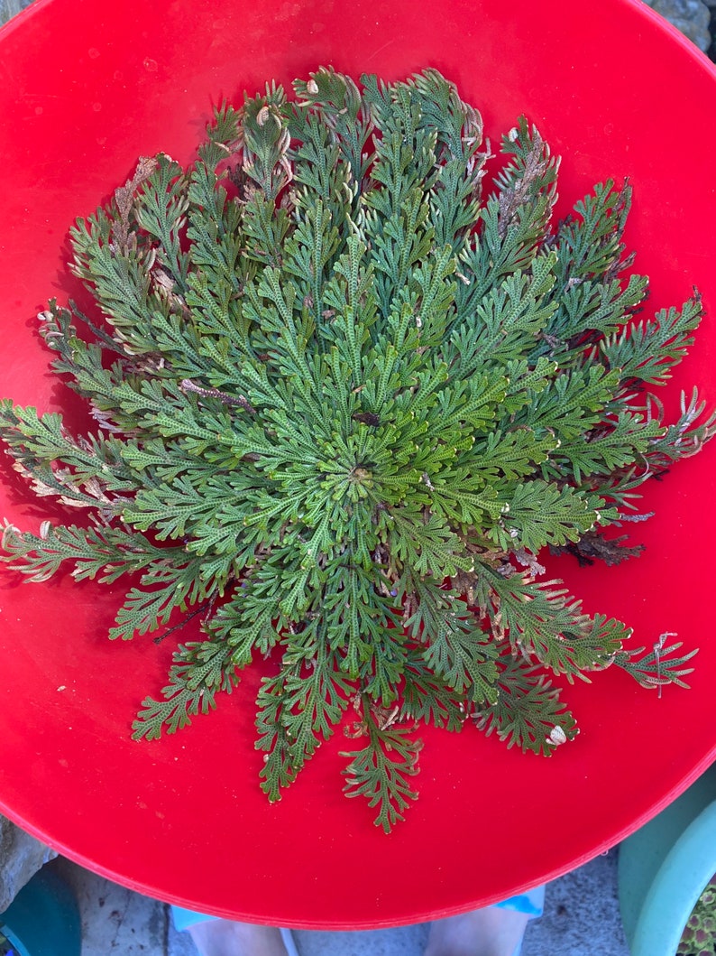 Rose of Jericho Resurrection Flower Crystal Confetti Add on Etsy