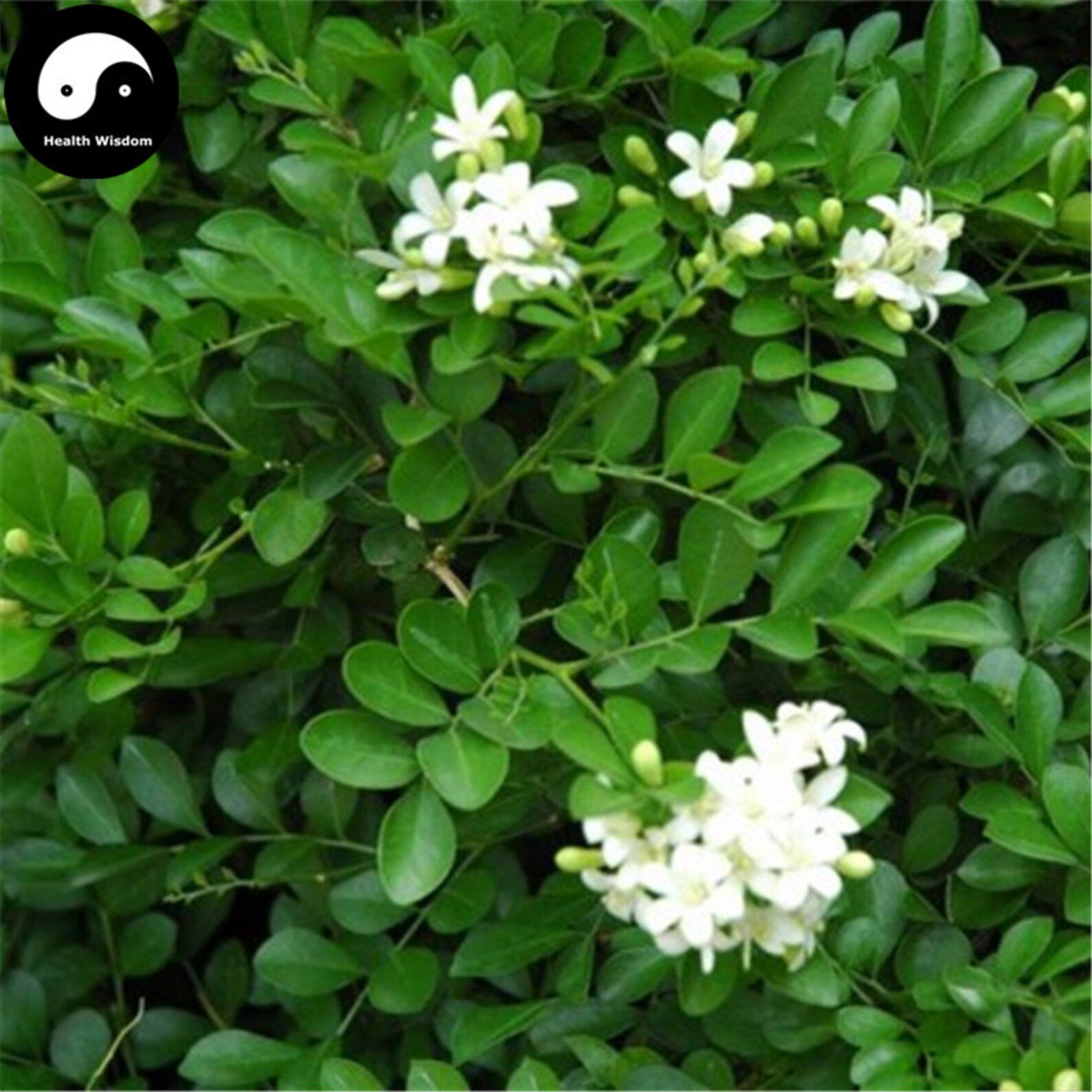 Цветок Мурайя Купить На Авито