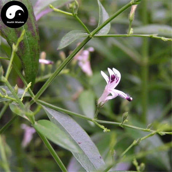 Buy Andrographis Herb Seeds Plant Herba Andrographis For Chuan Xin Lian - 
