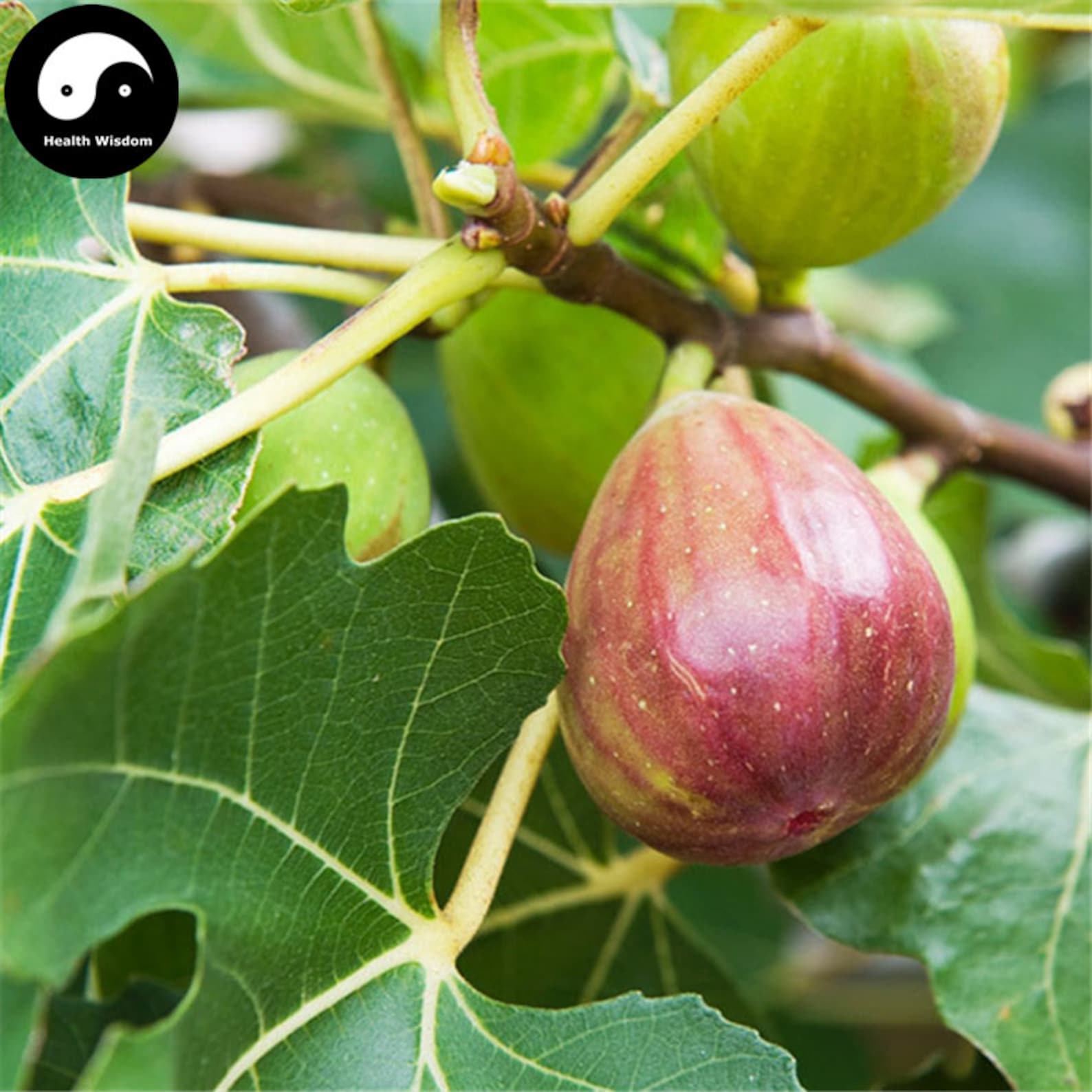 Инжир медовый описание сорта фото. Саженцы инжира арабули. Инжир брунсвик. Инжир сорта брунсвик. Инжир сорта брунсвик.