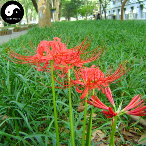 Как выглядят цветы ликорис Buy Red Spider Lily Flower Seeds Plant Flower Lycoris Radiata Etsy