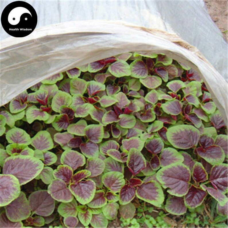 brassière avec coussinet