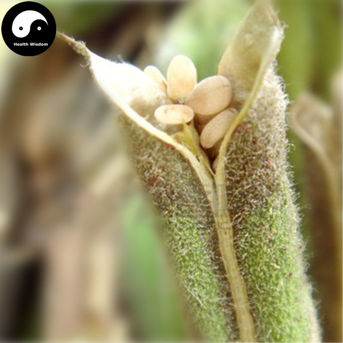 Buy Sesamum Indicum Seeds Plant Chinese White Sesame Seed Bai | Etsy Where To Buy Sesame Seeds For Planting