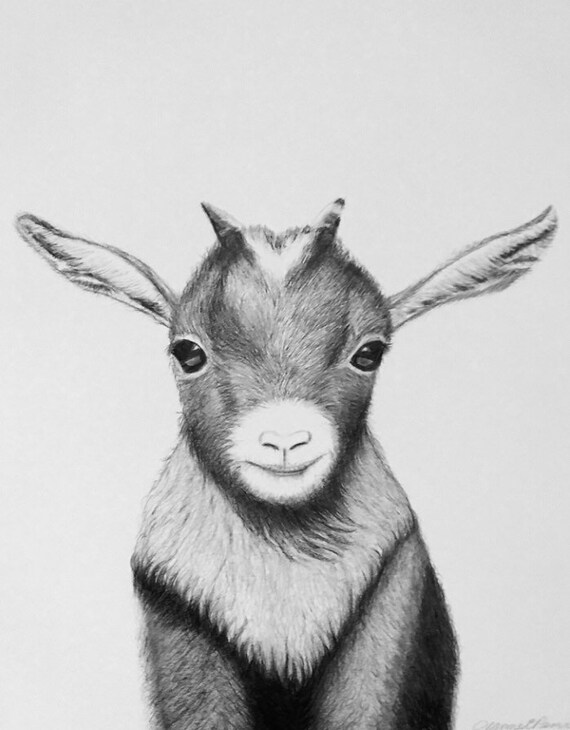 Baby Goat Etsy