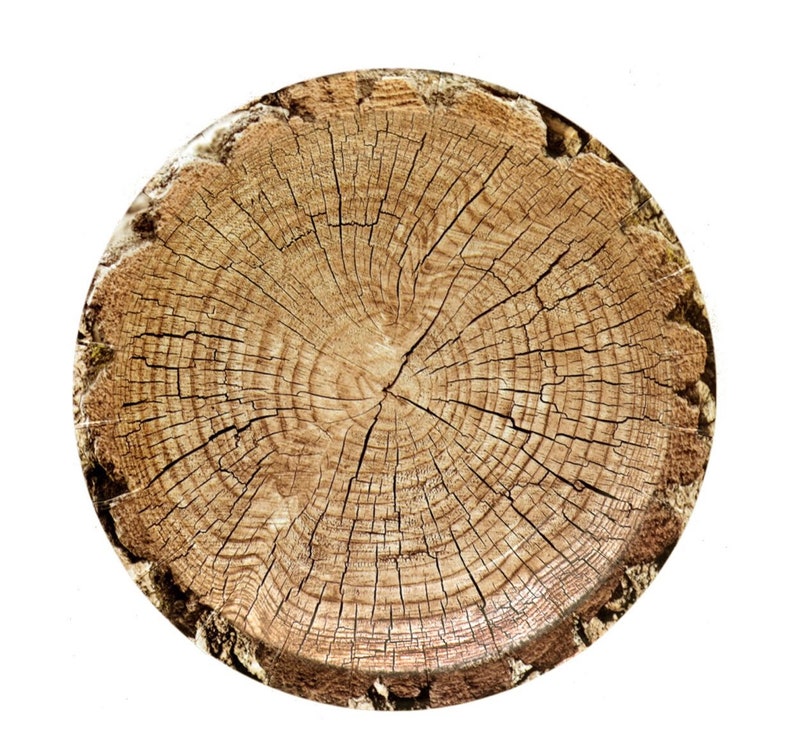 May include: A cross-section of a tree trunk, showcasing concentric growth rings and radial cracks. The wood is a warm, natural brown color, with a rough, textured surface. The circular shape is set against a clean white background, highlighting the natural wood grain.