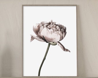 White Peony Print, Native Flower, Botanical, Large Wall Art Poster, Peony, Printable Art, Photography, Flower Print, Wall Decor,Peony poster