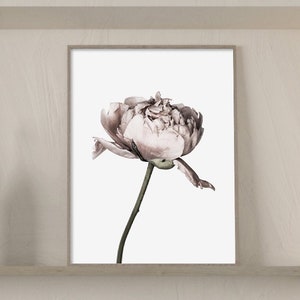 Impresión de peonía blanca, flor nativa, botánico, cartel de arte de pared grande, peonía, arte imprimible, fotografía, impresión de flores, decoración de la pared, cartel de peonía