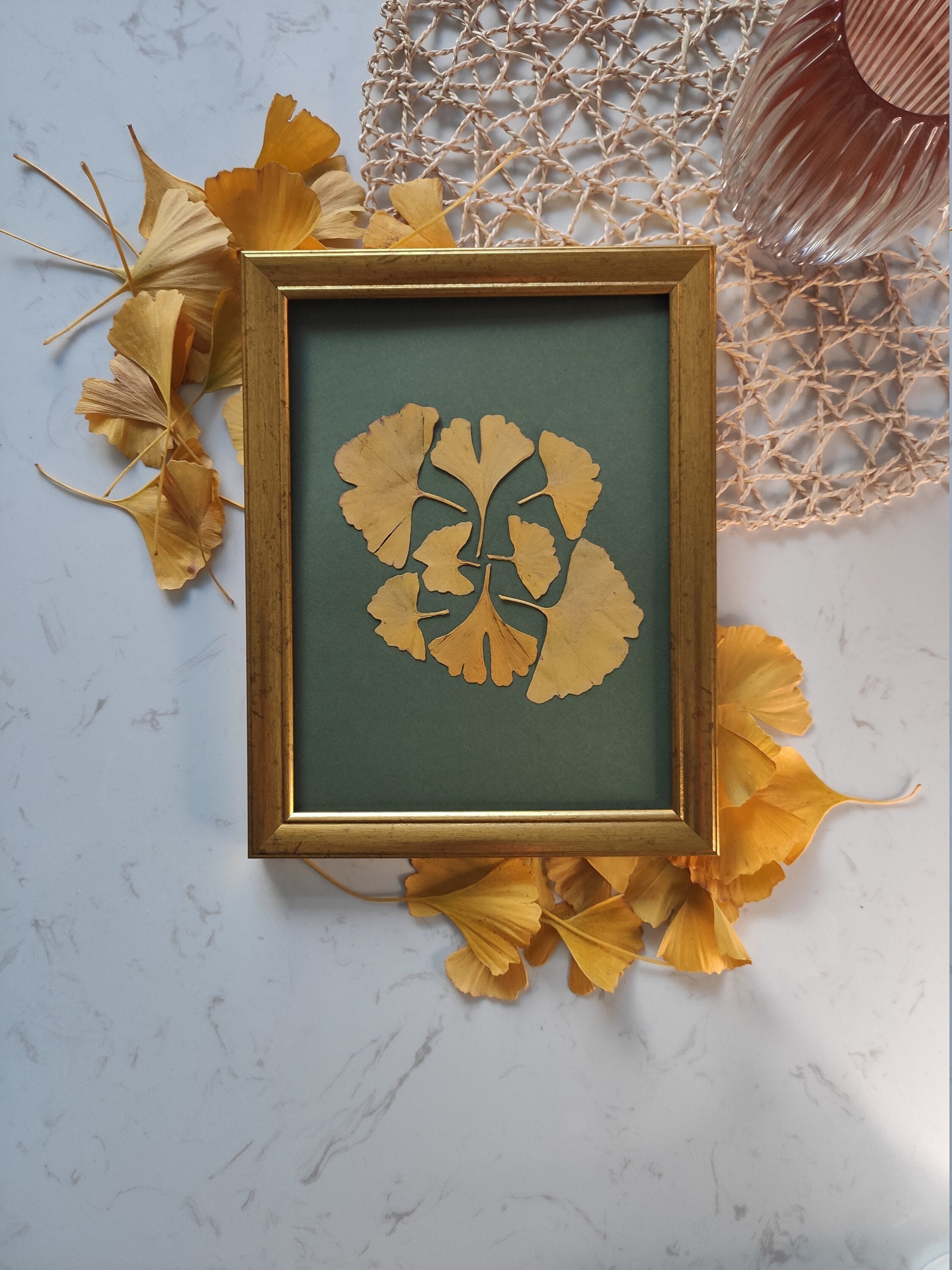 Herbier Vintage de Feuilles Séchées, Ginkgo Biloba