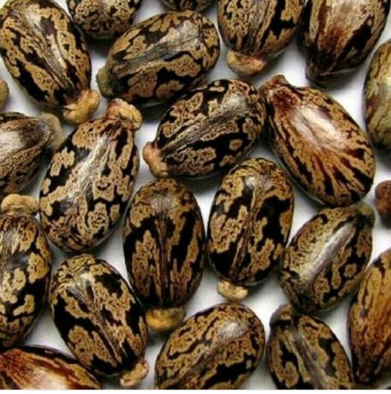 500 Jamaica Black oil Nuts Bean SeedsRicinusPalm of Etsy