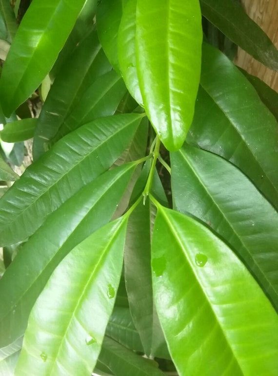 Jamaica Pimento leaves and seeds organic Heath benefits | Etsy