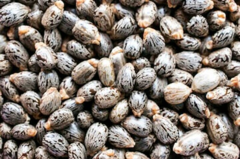500 Jamaica Black oil Nuts Bean SeedsRicinusPalm of Etsy