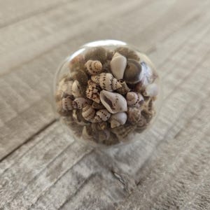 Seashell Knobs, Shell, Nautical Handles, Ocean Dresser Drawer Pulls, Conch Shell Desk Cabinet Handles