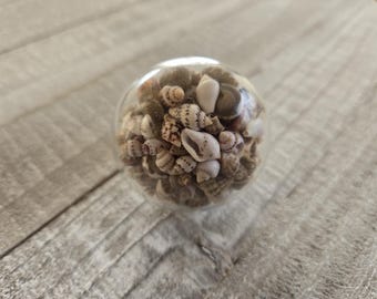 貝殻の引き出しノブ：海の貝殻の取っ手