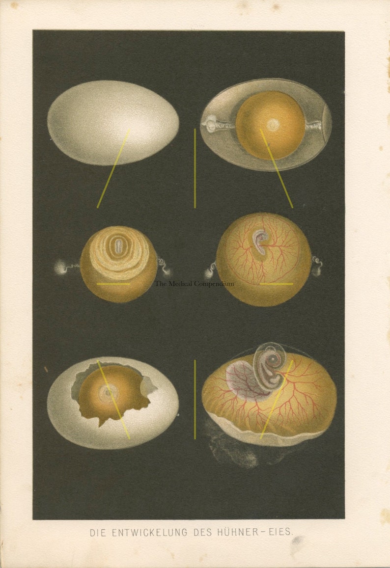 Antique Chicken Egg Development Print Biology Art Embryology Embryogenesis Embryo Development 1894