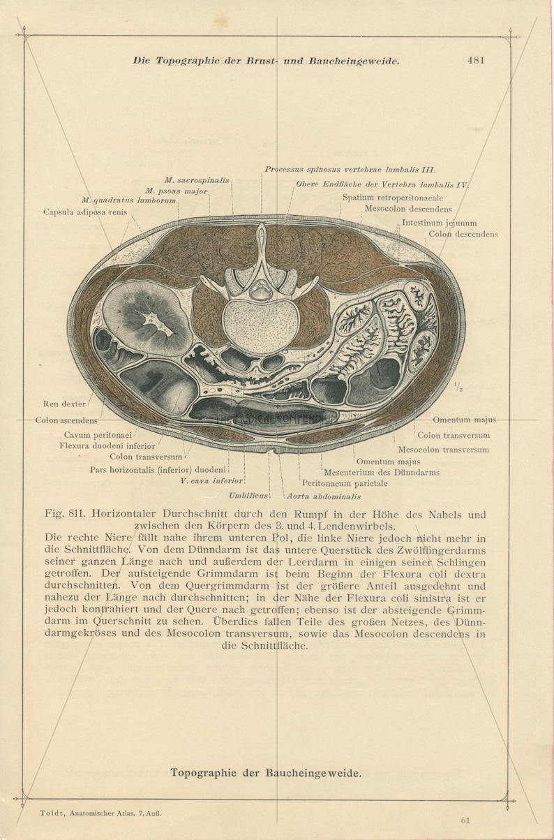 Antique Coronal Plane Anatomical Print Chest Anatomy Autopsy Abdominal ... Biology Diagrams