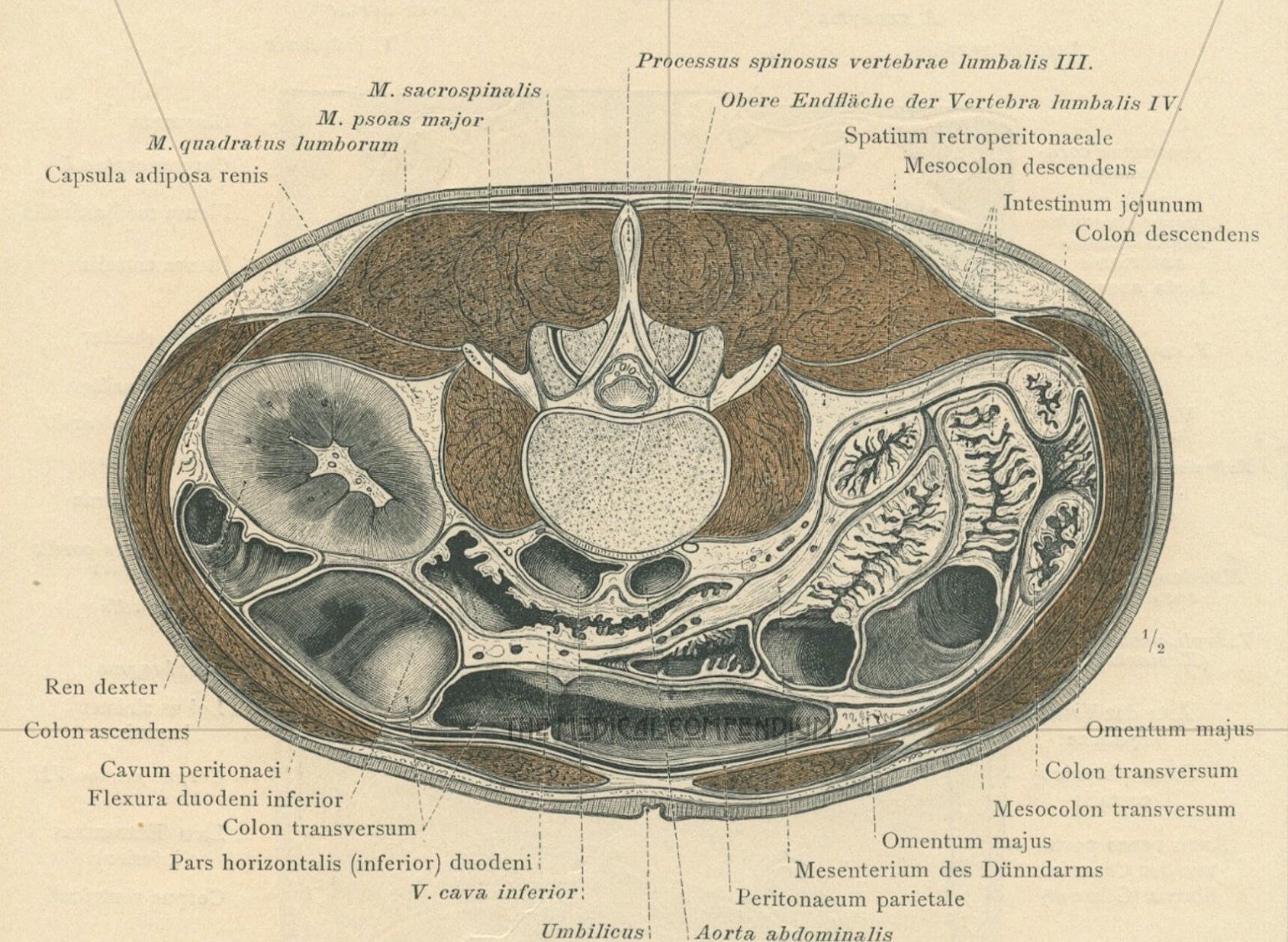 Antique Coronal Plane Anatomical Print Chest Anatomy Autopsy Abdominal ... Biology Diagrams