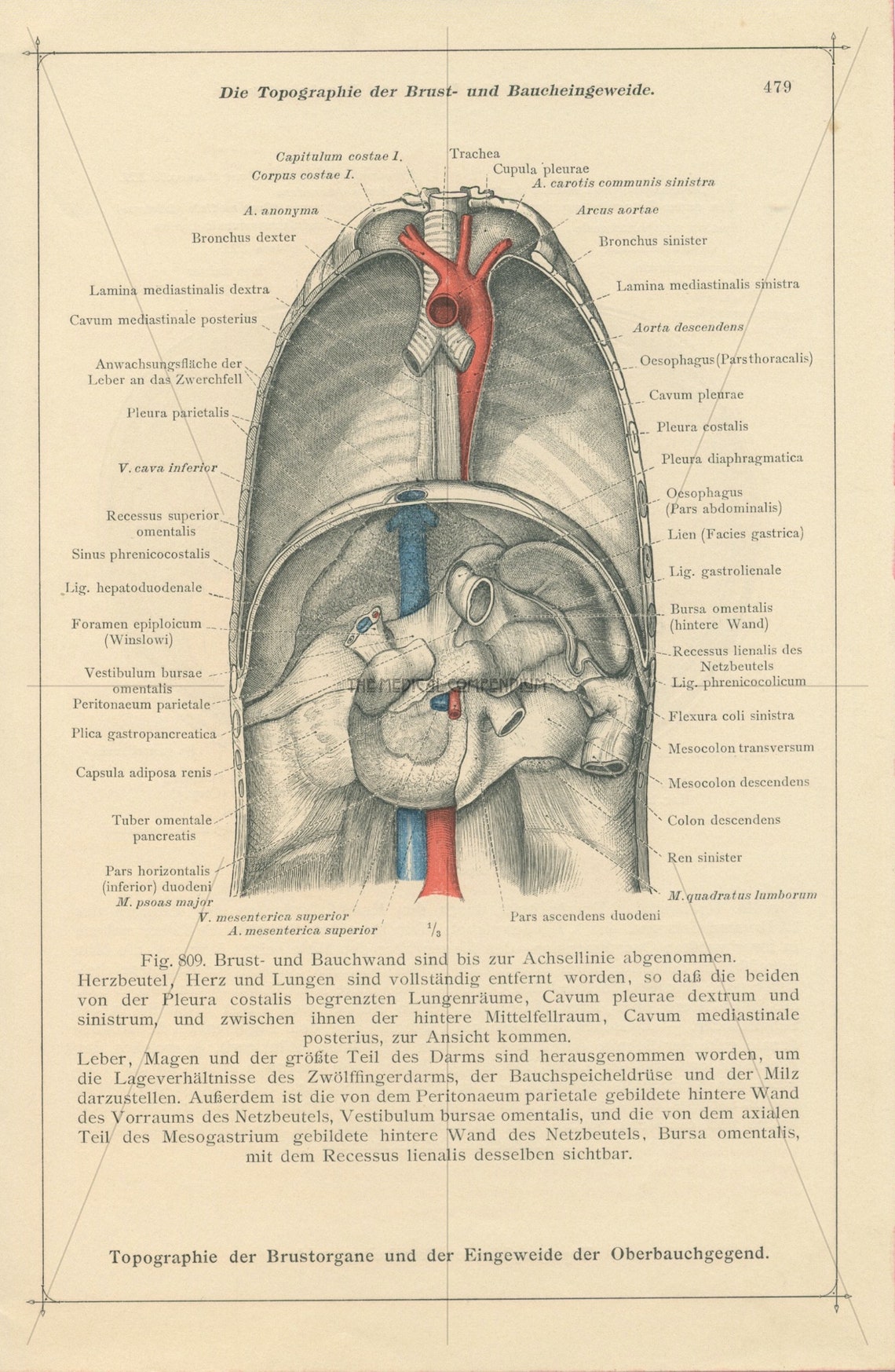Antique Chest Anatomy Print Autopsy Rib Cage Chest Cavity Abdominal ...