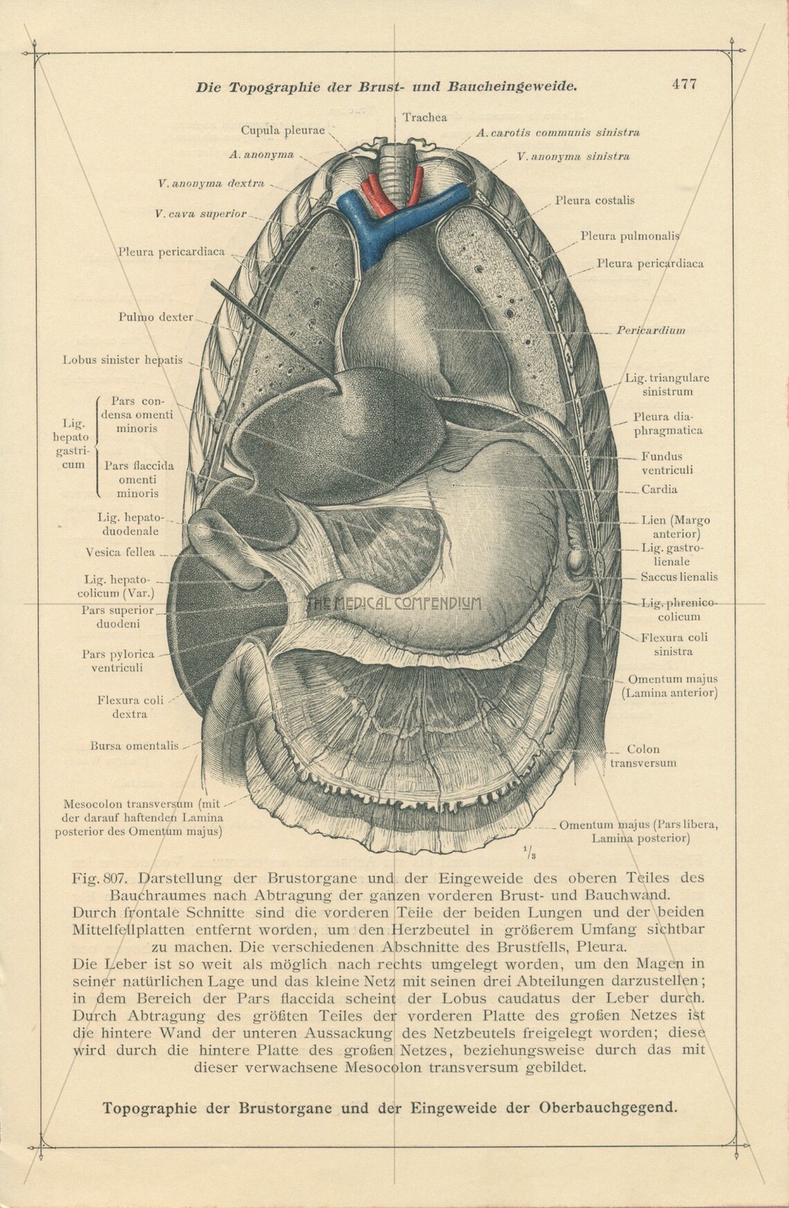 Antique Chest Anatomy Print | Autopsy | Rib Cage | Thorax | Chest ...