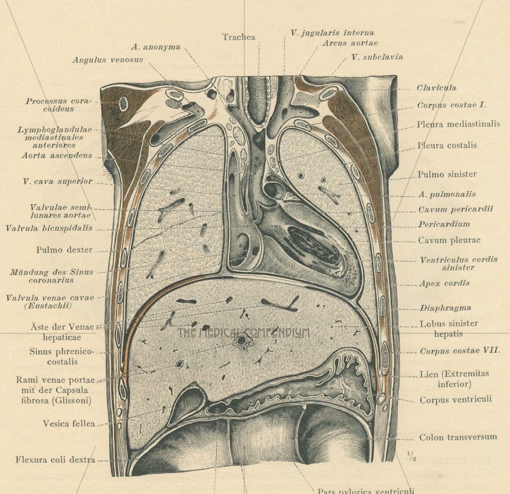 Antique Coronal Plane Anatomical Print Chest Anatomy Autopsy Abdominal ... Biology Diagrams