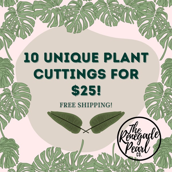 Plant Clipping Mystery Box | Variety Plant Cutting Box | Plants for Propagation | Rare houseplants