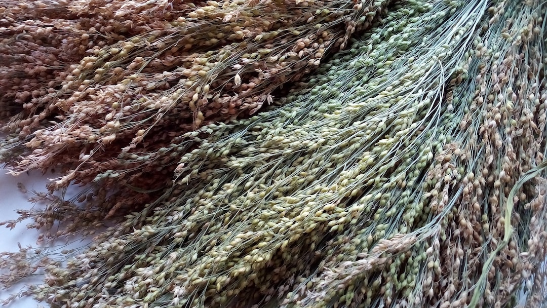 Dry Millet Stalks Canary Grass Rodent Food Hamster Spray. Etsy