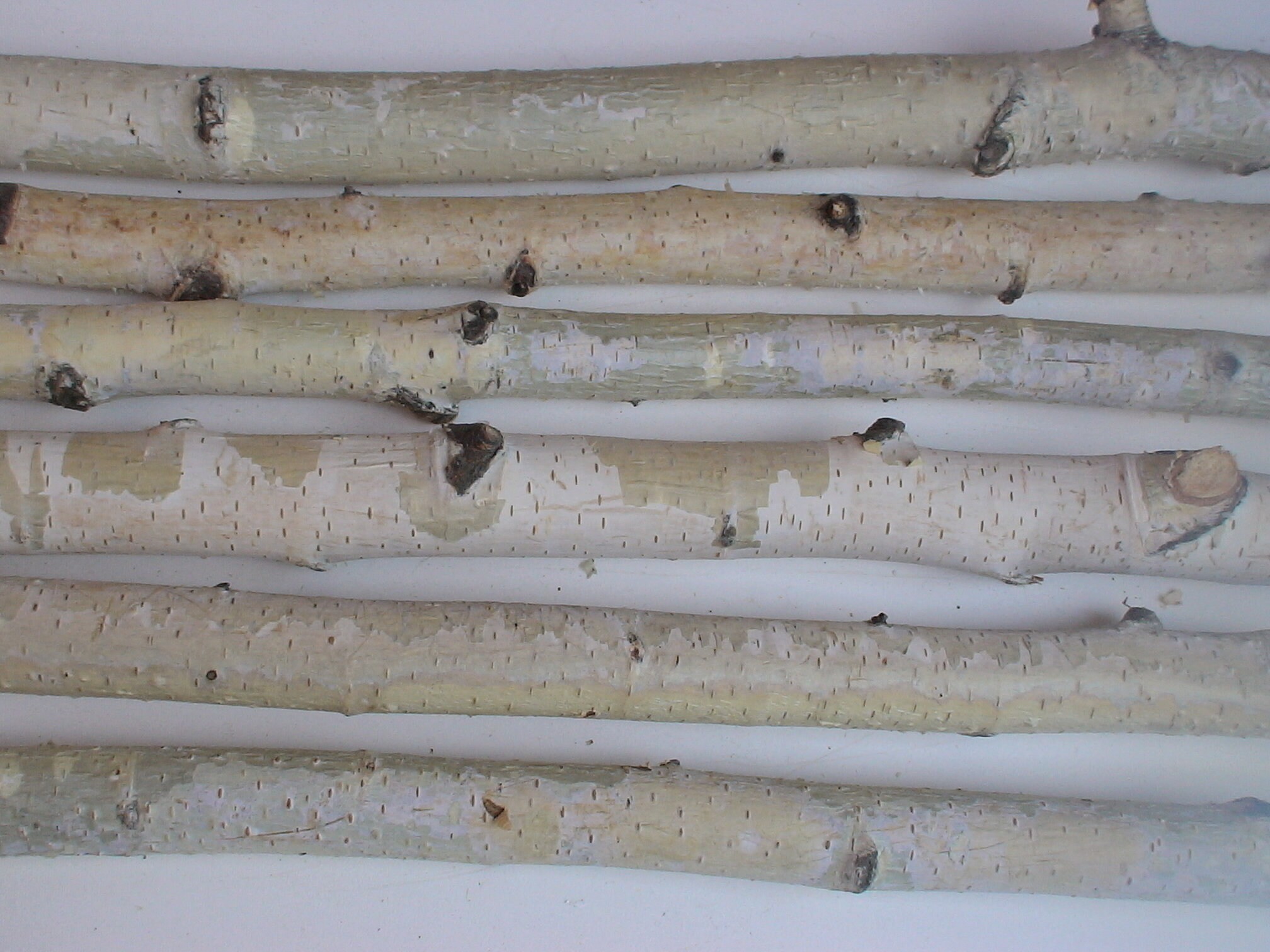 Natural birch sticks dry birch branches Rustic decor 6pcs Etsy
