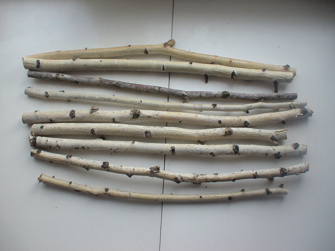 Natural dried birch branches Birch logs 9 pcs Etsy