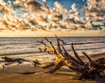 Driftwood Beach, Jekyll Island | Photograph | island, tree, sky, relax, tropical, paradise, sunrise, dead, sunset, Jekyll, island, Georgia