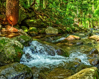 Peut inclure: Un petit ruisseau coule à travers une forêt luxuriante et verte, en cascade sur des rochers recouverts de mousse. L'eau est claire et pétillante, et la lumière du soleil filtre à travers les arbres, créant un effet moucheté.