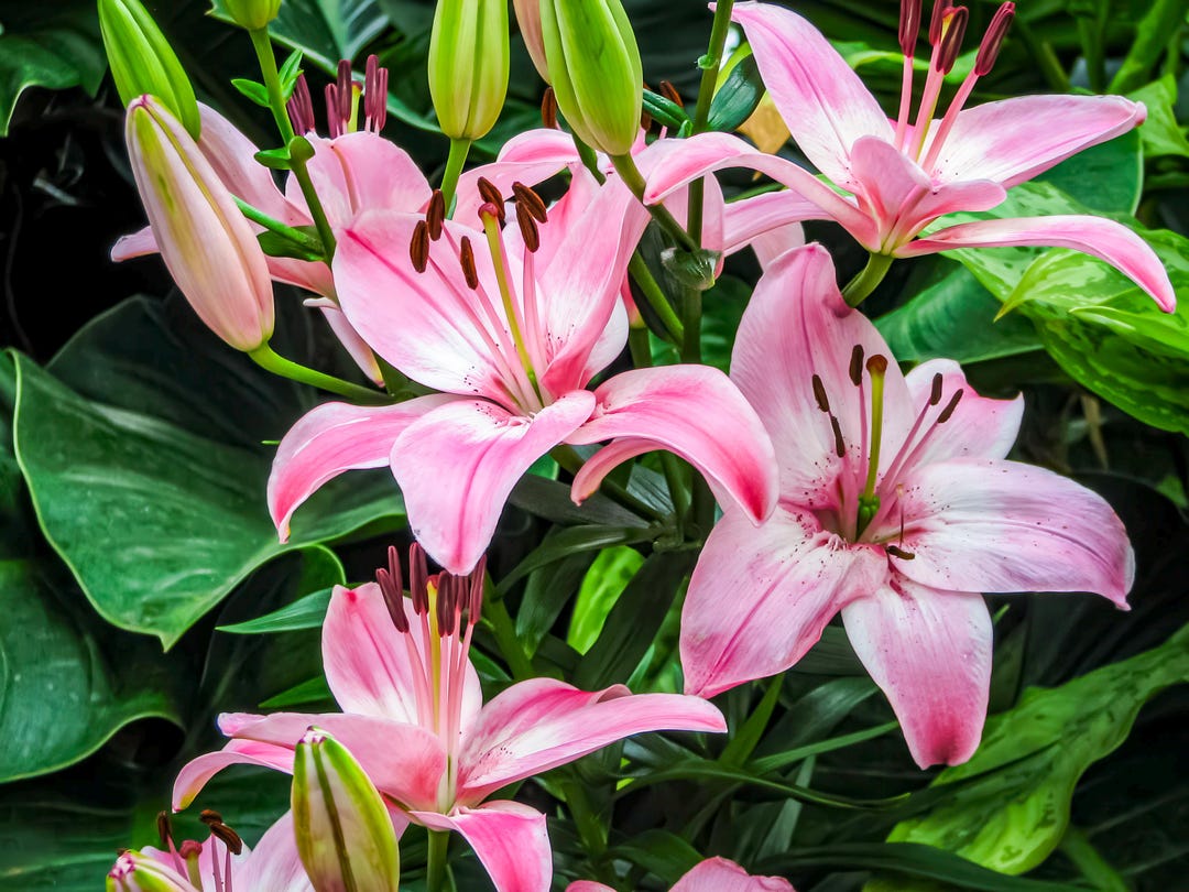 Blush of Bloom – Pink Lilies in a Tranquil Garden Photography Print - Etsy